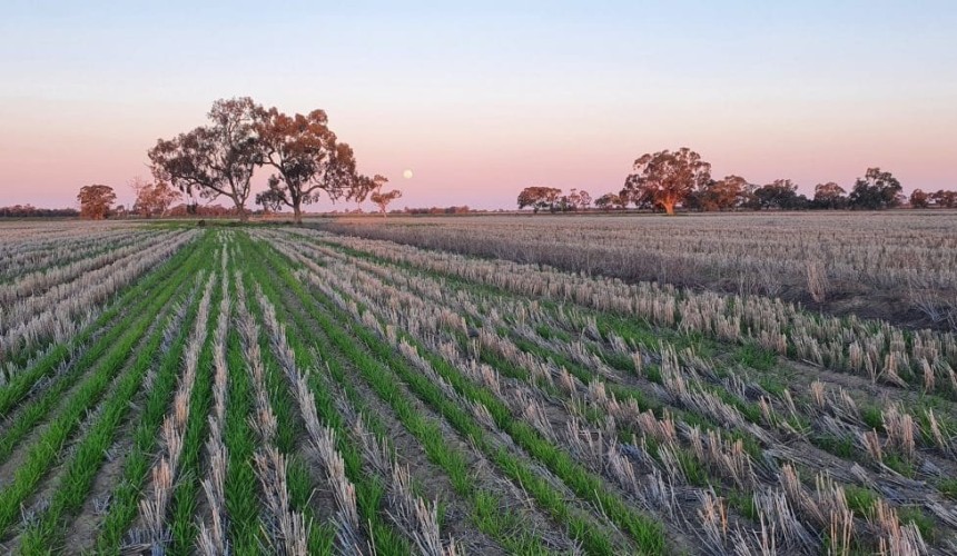 Feedgrain Focus: Northern barley prices ease, firm in south