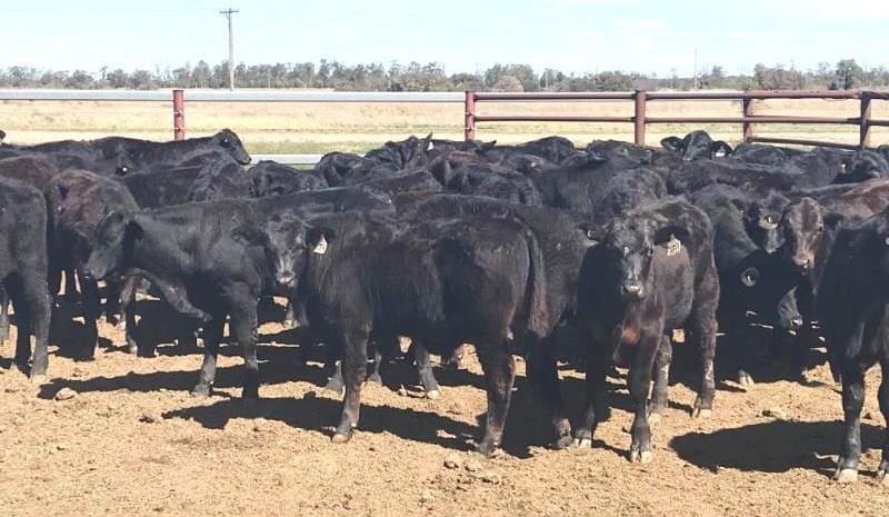 Lighter steer and heifer categories stronger in online sales