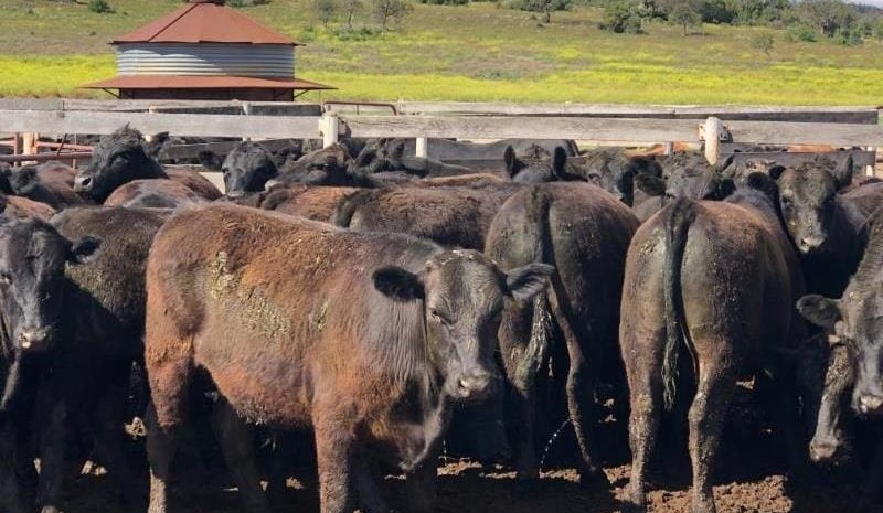 Could Wagyu feeders crack $10/kg, liveweight?
