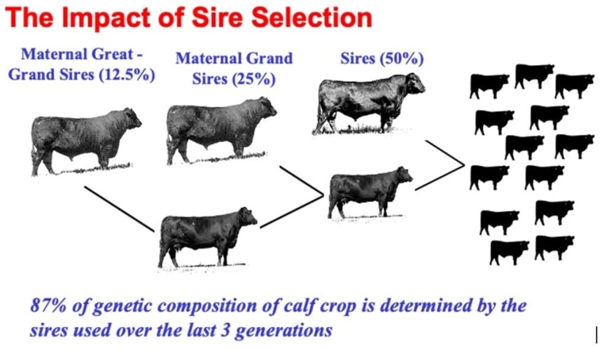Understanding the long timeframes involved in genetic change in beef