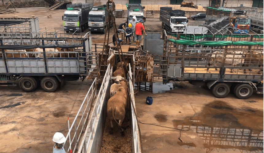 Báo cáo thị trường : Ngành công nghiệp bò thịt Đông Nam Á – tháng 8 2021