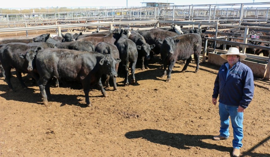 Roma store sale 7 Sep 2021: Smaller yarding to kick off Spring