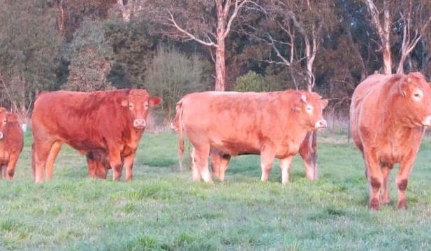 Wagyu pioneer adds new grassfed breed to Australia