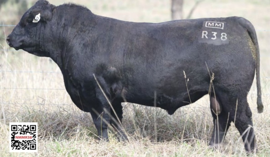 Beef Central’s beef quiz – September 2021