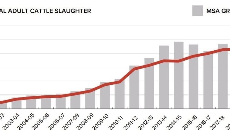MSA grading hits 53pc of national cattle kill in 2020-21