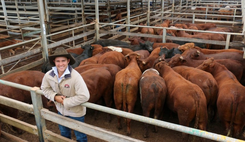 Roma store sale 28 Sep 2021:  Storms bring smaller yarding