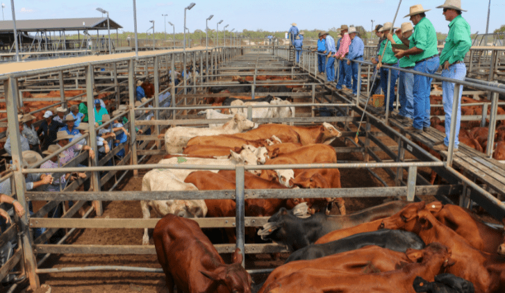 Should cattle levies increase with prices?