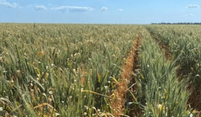 Feedgrain Focus: North softens, south holds
