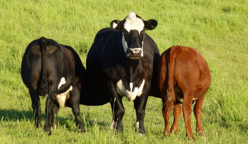 Is it possible to select cattle for higher rates of twins?