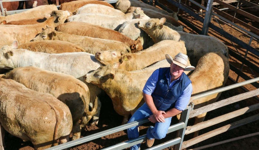 Roma store sale 31 Aug 2021: North west influx lifts yarding