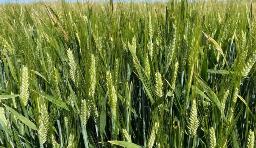 Feedgrain Focus: Selling pressure weighs on south