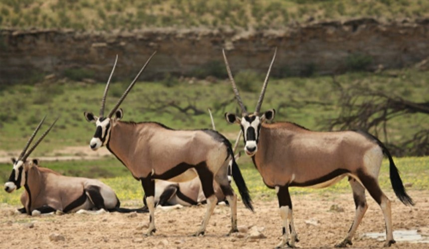 Review recommends Aus zoos be able to import bovids from 19 additional countries
