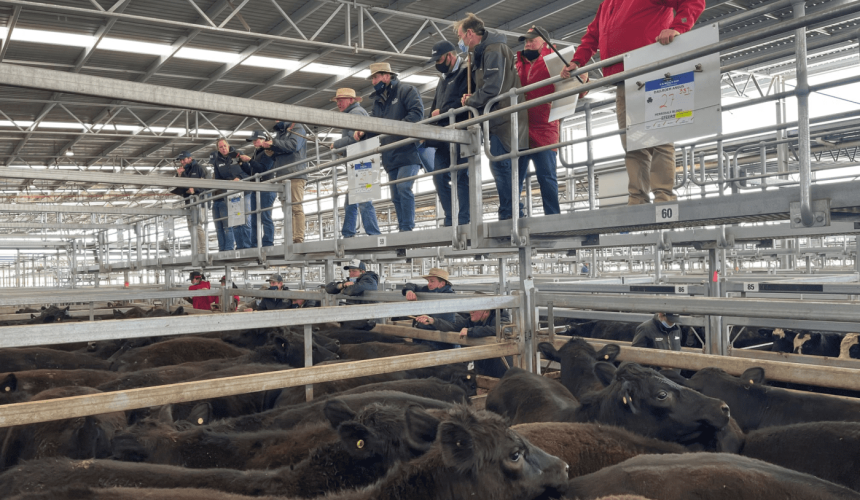 Ballarat lockdown no match for rampaging store cattle prices