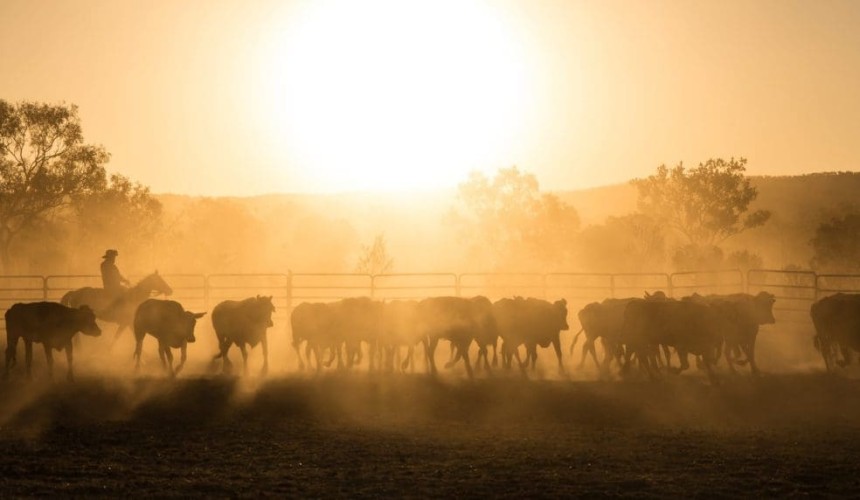 MLA partners with Agcotech and Sydney Uni to reduce livestock methane output