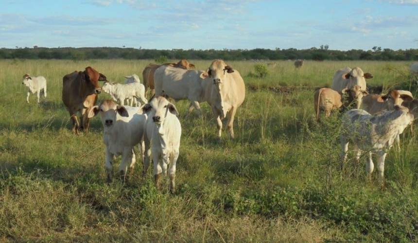 Kimberley’s Ruby Plains and Nerrima stations sell for combined $100m