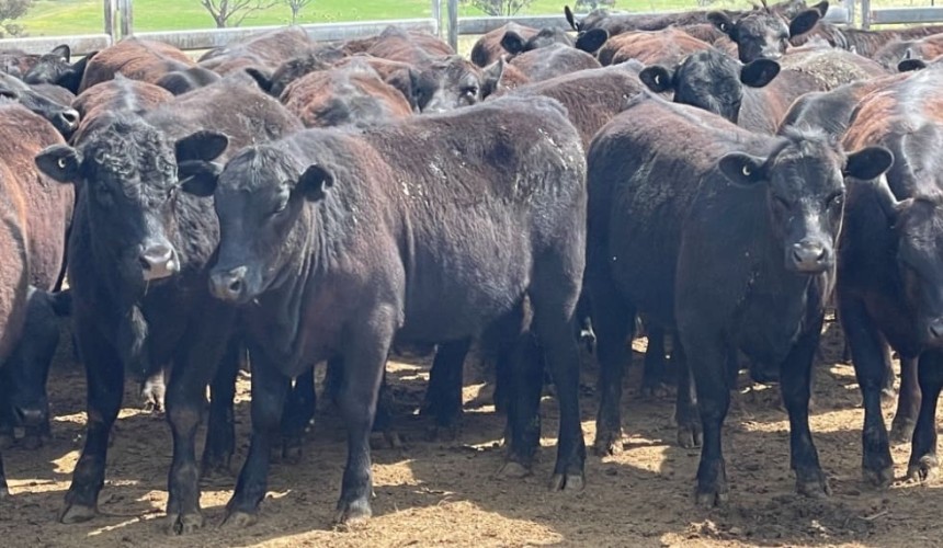 Young steer and heifer prices rise, in smaller online offerings