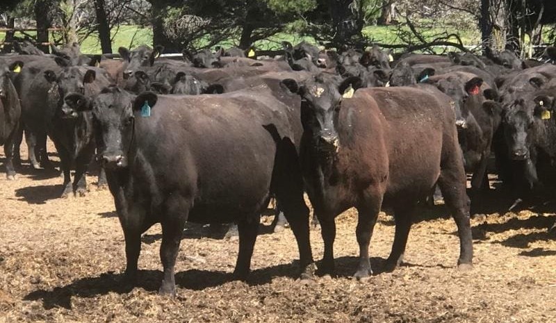 Proven breeding cattle highlight in 13,827 head online offering