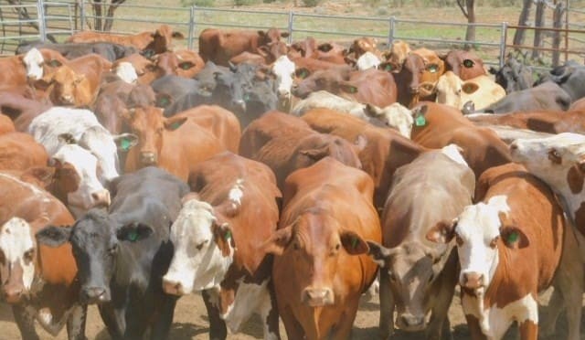Online steer categories regain some lost price ground
