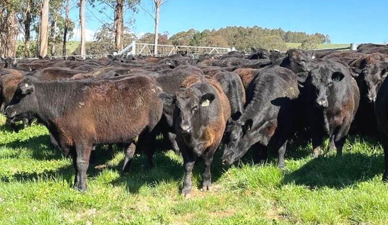 Young cattle prices continue surge online