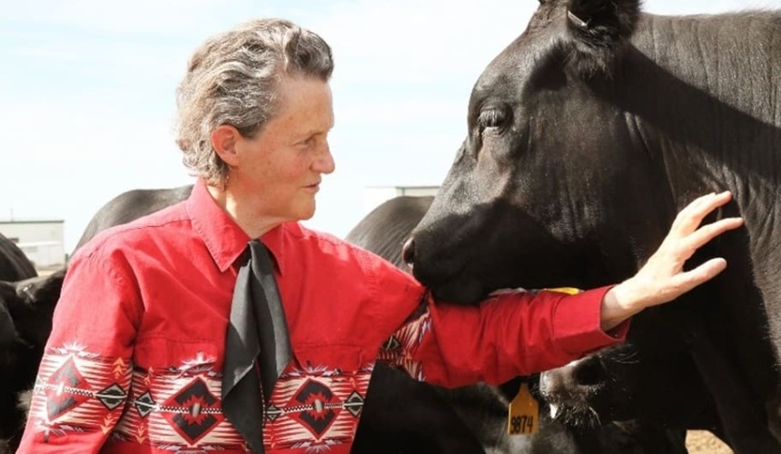 Dr Temple Grandin reflects on 50 years as an animal behaviour educator