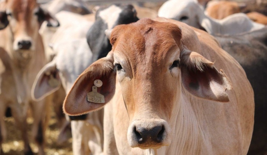 Ramadan demand window pushes export feeder steer rates to $5/kg territory
