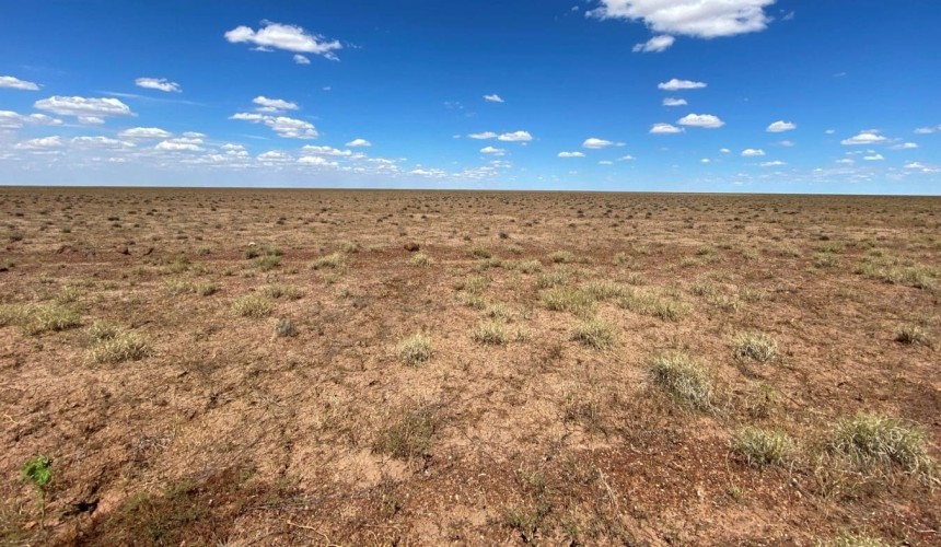 Wet season spelling encouraged with widespread Mitchell grass death