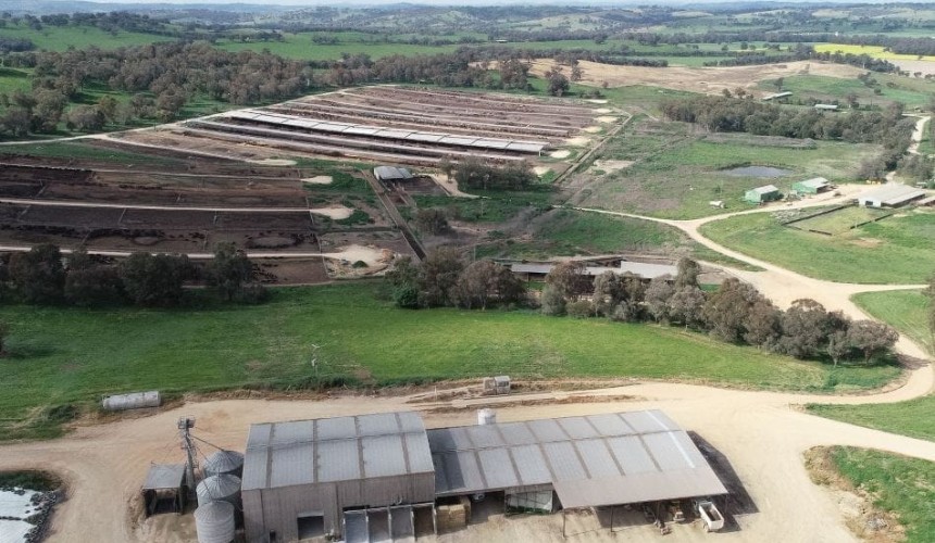 Feeder cattle market: Weight of numbers puts downward pressure on grids