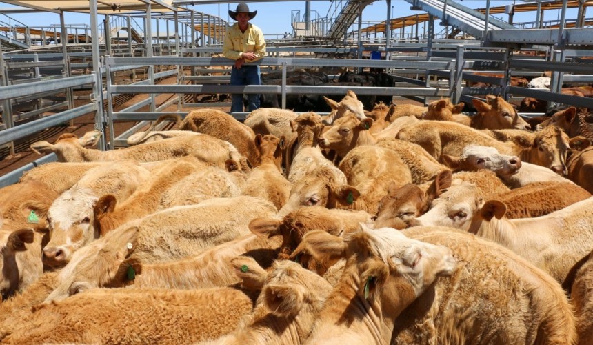 Roma sale 12 Oct 2021: Oats finished bullocks feature in strong market