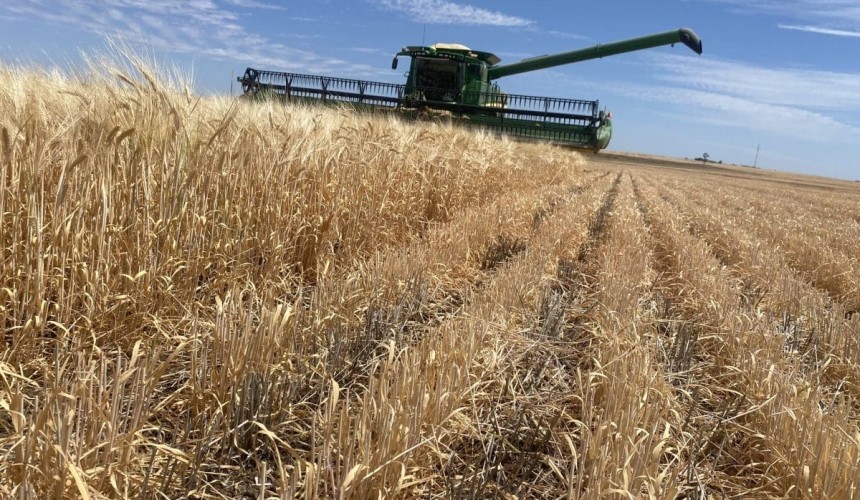 Feedgrain Focus: Export push supports wheat