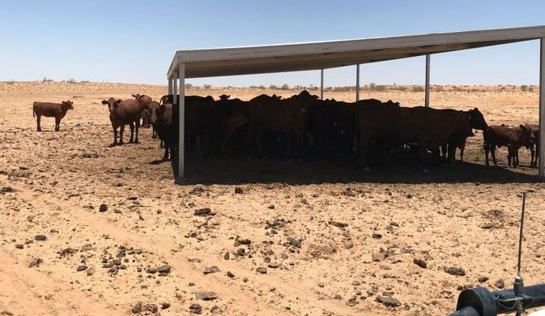 Heat load impact on tropical cattle production under scrutiny, in era of greater climate variability