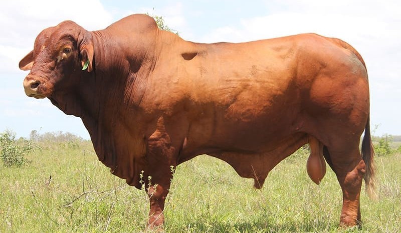 Selection for tick resistance has long history
