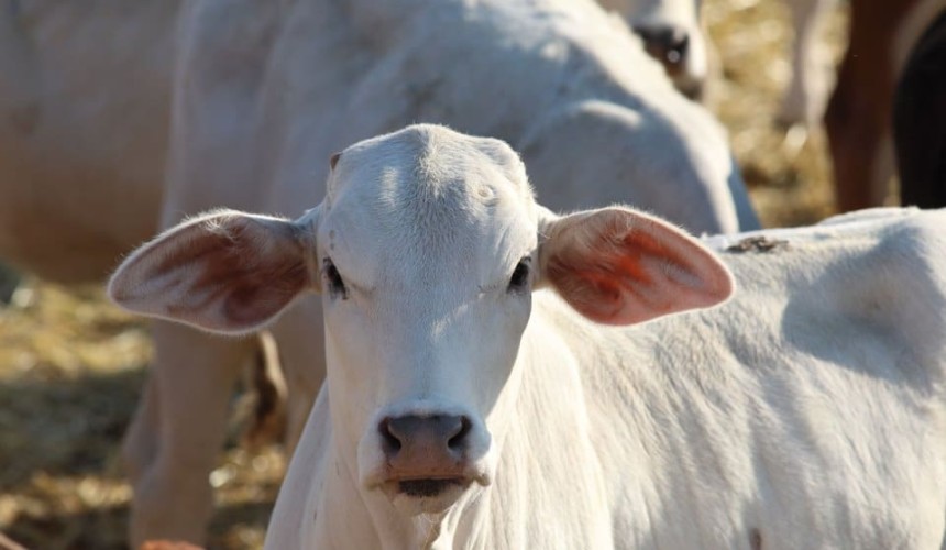 Kidman offloads 25,000sq km of Central Australian country, as sell-down continues