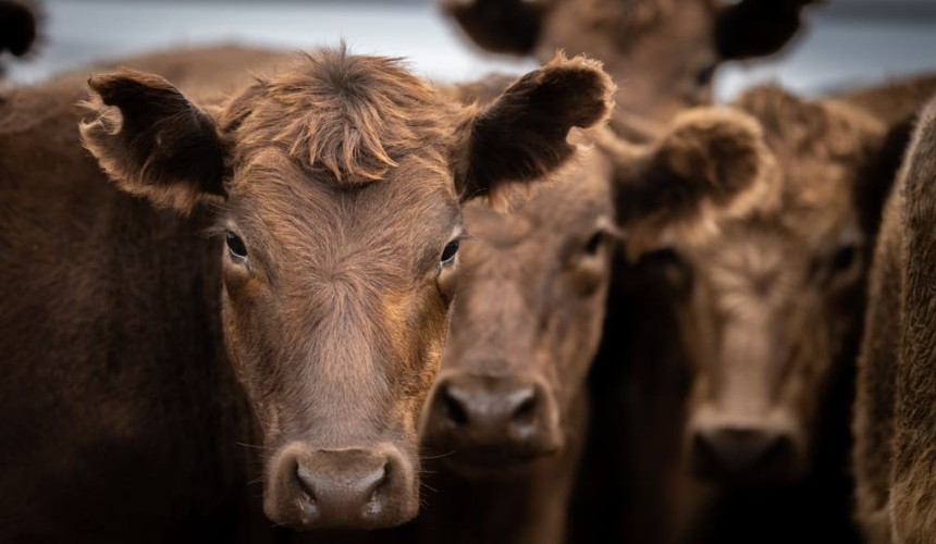 Livestock agent and producers plead guilty to traceability offences