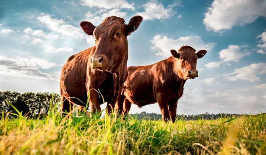Should the beef industry establish a standardised sustainability label?