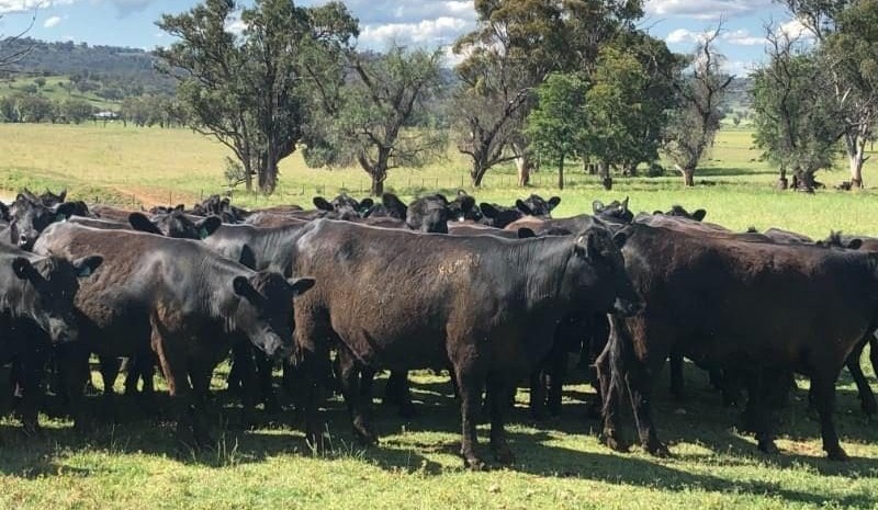 Light steer and heifer values rise sharply online, as rain blankets eastern states
