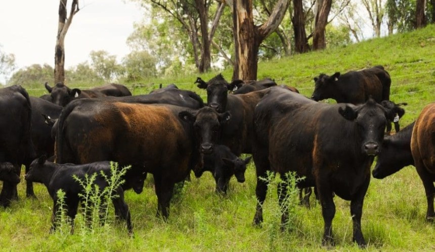 Lighter steers and heifers softer in smaller 14,968 head AuctionsPlus offering