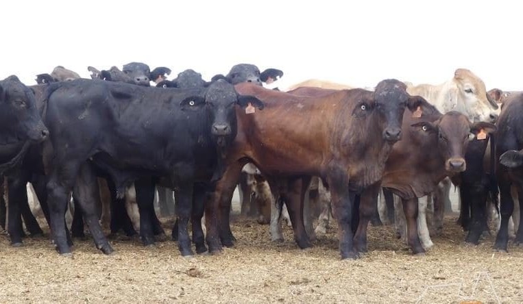 Blistering pace continues for young cattle online