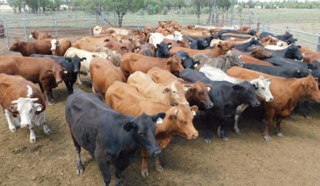 Lighter steer prices rise, while heifers ease in 20,000 head AuctionsPlus offering