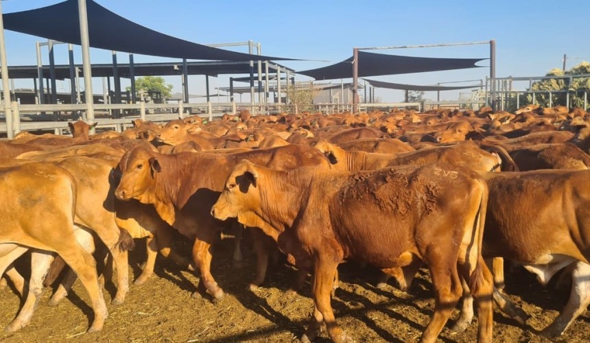 Smart Fossil Downs strategy exposes Kimberley cattle to voracious eastern states buyers