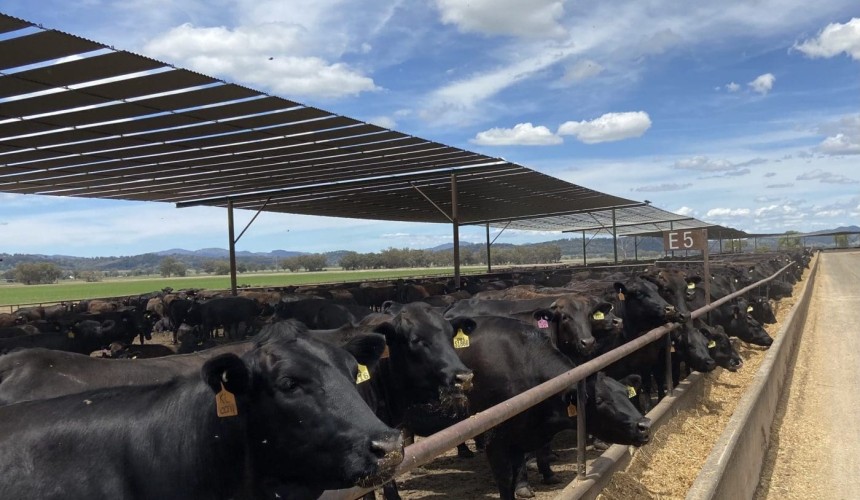 Industry working to fill major void in BRD vaccination program