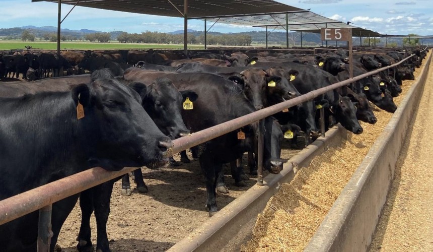Elders elects to sell its Killara feedlot business