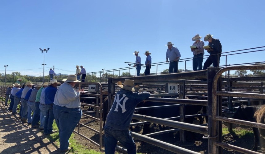 Rain tightens supply for NSW restockers