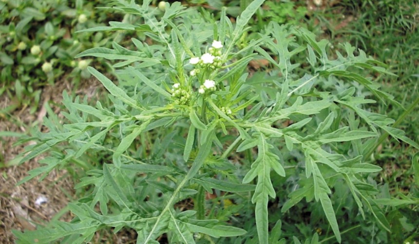 NSW aims $10 million at high-risk weeds