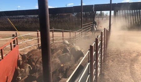 Live cattle exports from Mexico to USA (+ Video & Pics)