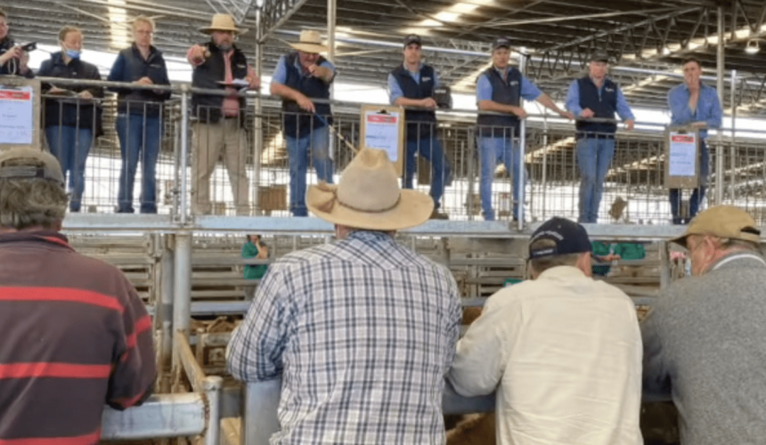Feeders and interstate buyers clean up at annual Mortlake feature spring sale