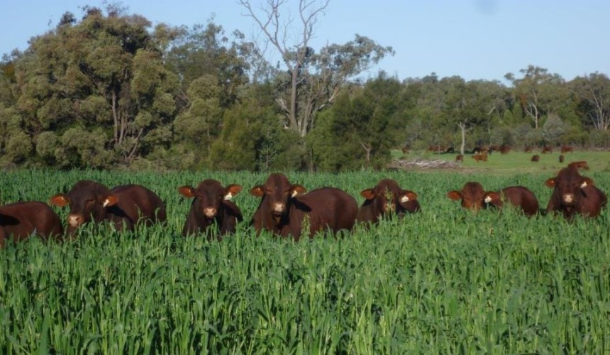 After two good grass-growing seasons, is it still worth planting oats?