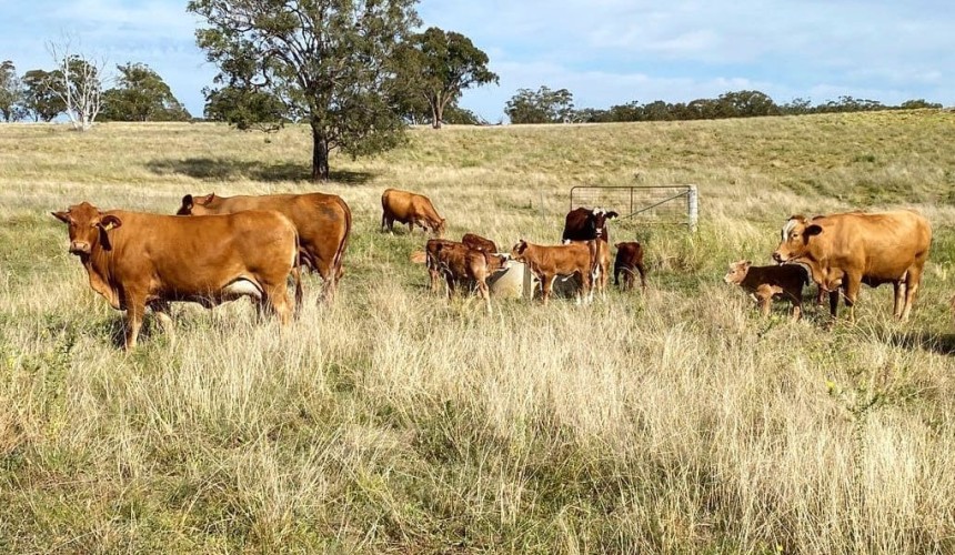 Opinion: Carbon Farming and its impact on grazing land value