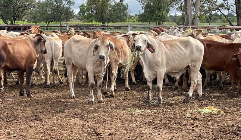 Tipperary NT steers make 644c/kg at Roma after 3000km journey