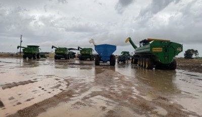 Feedgrain Focus: Stockfeed wheat appears as rain thwarts harvest