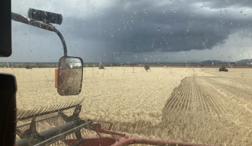 Feedgrain Focus: Trade thin ahead of further rain